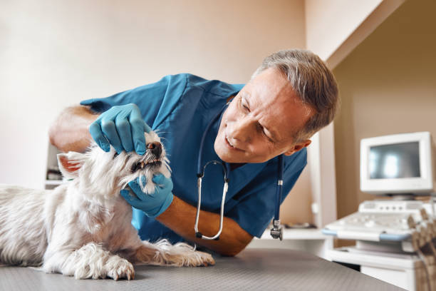 Best Emergency Tooth Extraction  in Auburn, MI